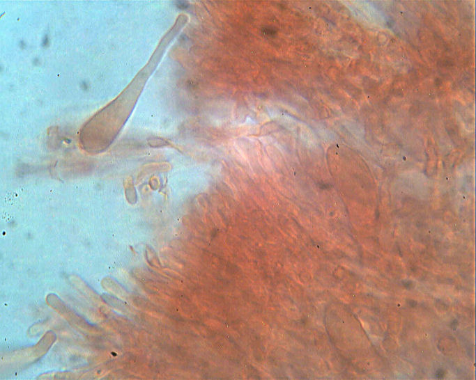 Phlebia rufa